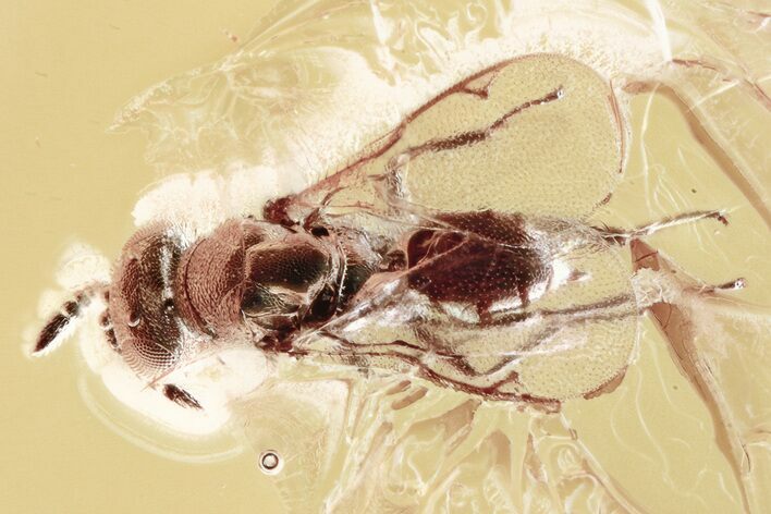 Detailed Fossil Parasitoid Wasp (Diapriidae) in Baltic Amber #315318